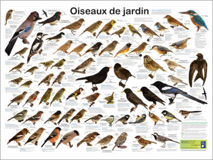 Poster Uccelli del giardino (francese)