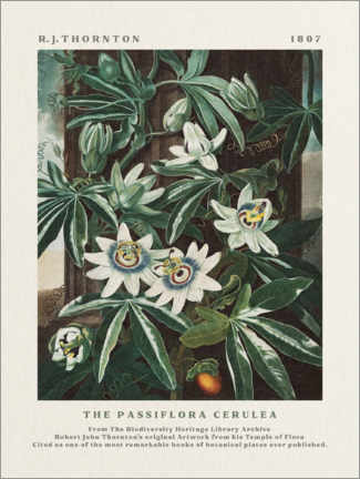Poster The Passiflora Cerulea