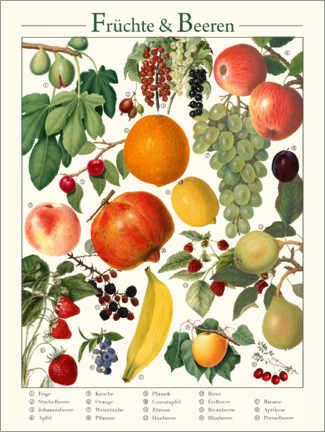 Stampa su vetro acrilico  Vintage Fruits &amp; Berries (German) - Vintage Educational Collection