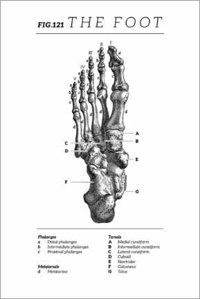 Poster Vintage foot chart