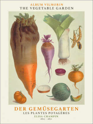 Poster Album Vilmorin, The Vegetable Garden III