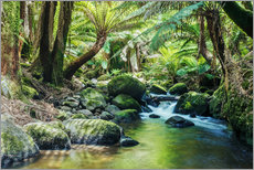 Stampa su plexi-alluminio  Foresta pluviale in Tasmania - Matteo Colombo