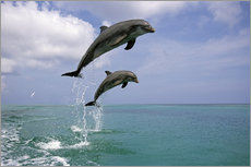 Stampa su plexi-alluminio  Pair Of Bottle Nose Dolphins Jumping Roatan Honduras Summer - Tom Soucek