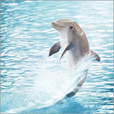Adesivo murale  dolphin - Photoplace Creative