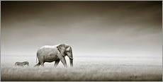 Stampa su plexi-alluminio  Elefante e zebra - Johan Swanepoel