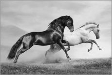 Stampa su plexi-alluminio  Cavalli in bianco e nero