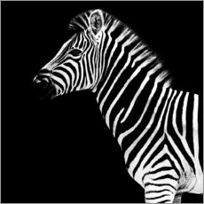 Stampa su plexi-alluminio  Zebra sul nero - Philippe HUGONNARD
