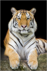Adesivo murale  Sumatran Tiger