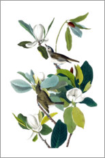 Poster Due uccelli con magnolia