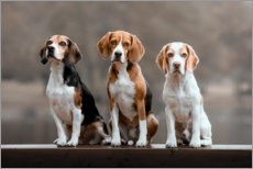 Poster Beagle Trio