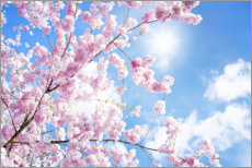 Adesivo murale  Fiore di ciliegia rosa davanti a cielo blu - Jan Christopher Becke