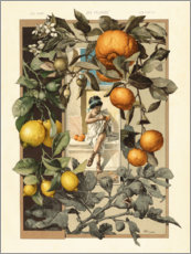 Stampa su tela  Limoni e arance - Anton Seder