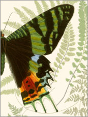 Poster  Simmetria a farfalla II - Vision Studio