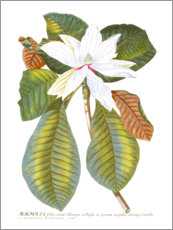 Stampa su tela  Magnolia incantevole II - Jacob Trew