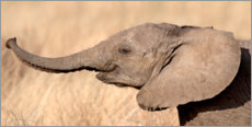 Stampa su alluminio  Cucciolo di elefante nella savana