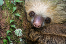 Poster  Bambino Sloth