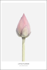 Poster  Fiore di loto - Art Couture