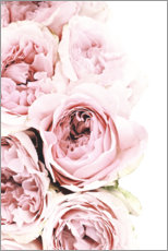 Poster Peonie rosa