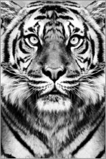 Poster  Tigre maestosa - Sisi And Seb