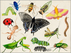 Poster  Il mondo degli insetti - Alicia Ludwig