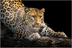 Stampa su vetro acrilico  Leopardo in attesa - Friedhelm Peters