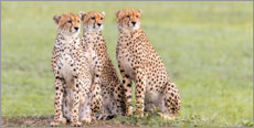 Poster  Tre ghepardi concentrati - Jaynes Gallery