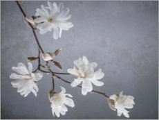 Poster Fiori di magnolia bianca