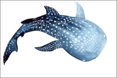 Poster  Squalo balena - Déborah Maradan