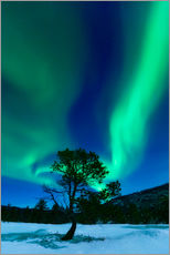 Adesivo murale  Aurora Boreale a Troms, Norvegia - Arild Heitmann