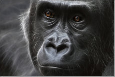 Adesivo murale  gorilla - WildlifePhotography