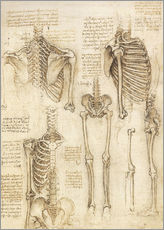 Adesivo murale  Studio anatomico, scheletro - Leonardo da Vinci