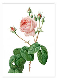 Poster  Rosa centifolia bullata - Pierre Joseph Redouté