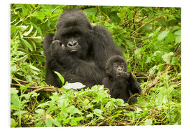 Stampa su PVC  Gorilla con bambino nel verde - Joe & Mary Ann McDonald