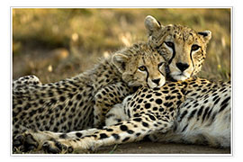 Poster  Il cucciolo di ghepardo si stringe alla madre - Joe & Mary Ann McDonald