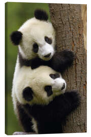 Stampa su tela  Cuccioli di panda gigante su tronco d'albero - Pete Oxford