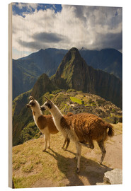Stampa su legno  Lama a Machu Picchu - Howie Garber