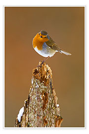 Poster  Robin sul ceppo d'albero in inverno - David Slater