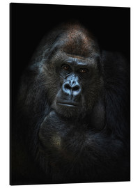 Stampa su alluminio  Gorilla femmina - Joachim G. Pinkawa