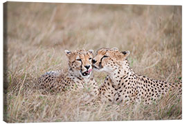 Stampa su tela  cuddling cheetahs - Ingo Gerlach