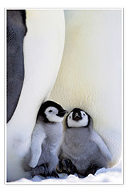 Poster  Pinguino imperatore con pulcini - Keren Su
