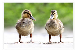 Poster  ducks - WildlifePhotography