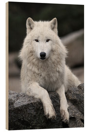 Stampa su legno  Il lupo - WildlifePhotography