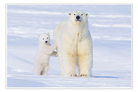 Poster  Famiglia di orsi polari - Steve Kazlowski