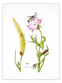 Poster  Wheat &amp; Corncockle - Maria Sibylla Merian