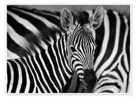 Poster  Zebra in bianco e nero - HADYPHOTO