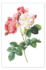 Poster  Rosa di Damasco - Pierre Joseph Redouté