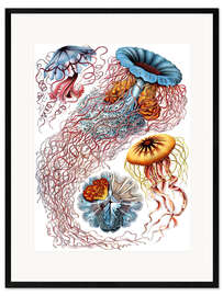 Stampa artistica con cornice  Discomedusae 8 - Ernst Haeckel