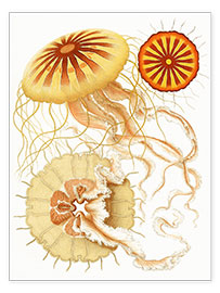 Poster  Polybostricha - Ernst Haeckel