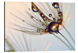 Stampa su alluminio  Dandelion gloss - Julia Delgado