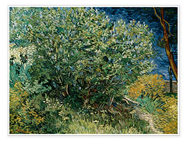 Poster  Lillà - Vincent van Gogh